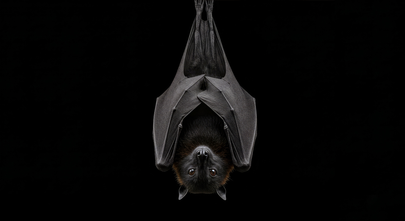 #247 La lista de aves impuras incluye al murciélago